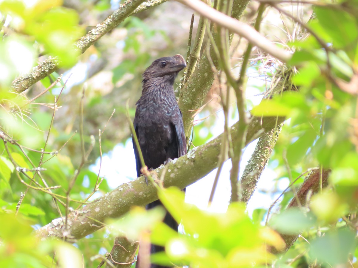 Smooth-billed Ani - ML644968138