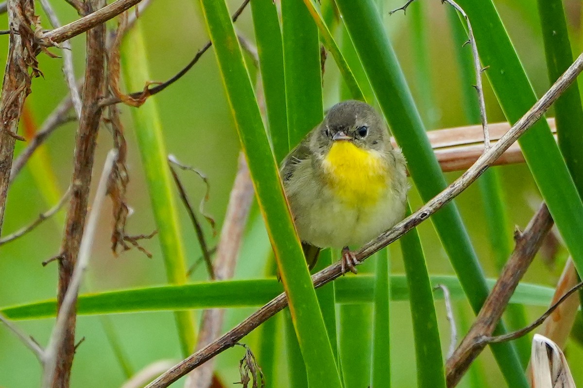 Common Yellowthroat - ML644968141