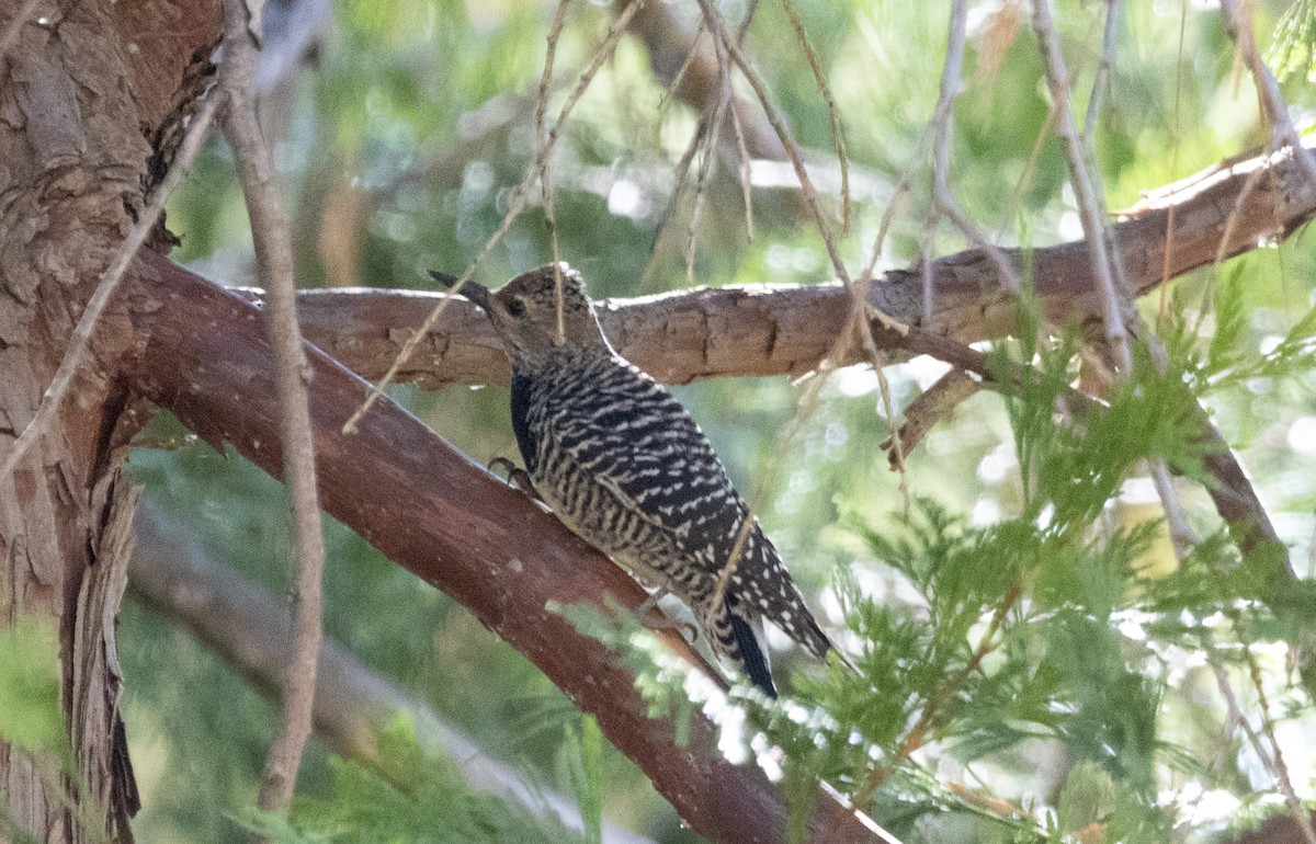 Williamson's Sapsucker - ML644968148
