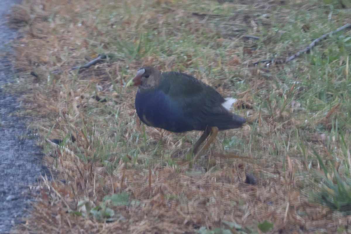 Purple Gallinule - ML644968149