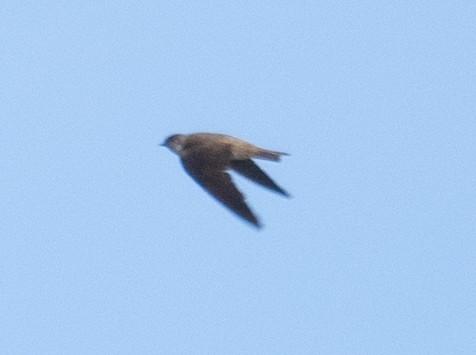 Pale Martin - ML644968150