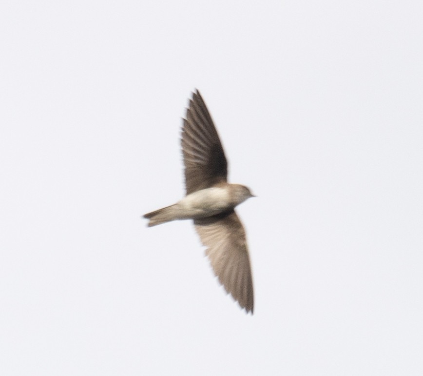 Pale Martin - ML644968152