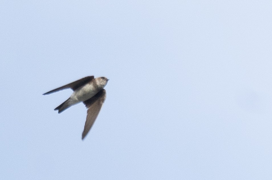 Pale Martin - ML644968155