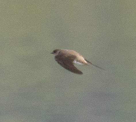 Pale Martin - ML644968156