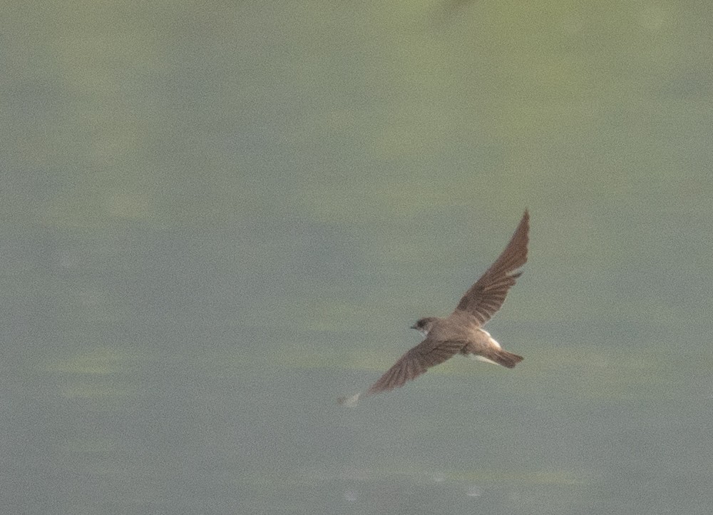 Pale Martin - ML644968158