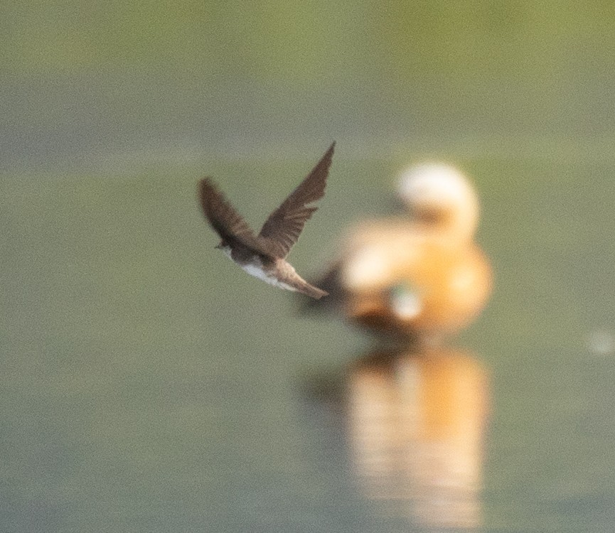 Pale Martin - ML644968159