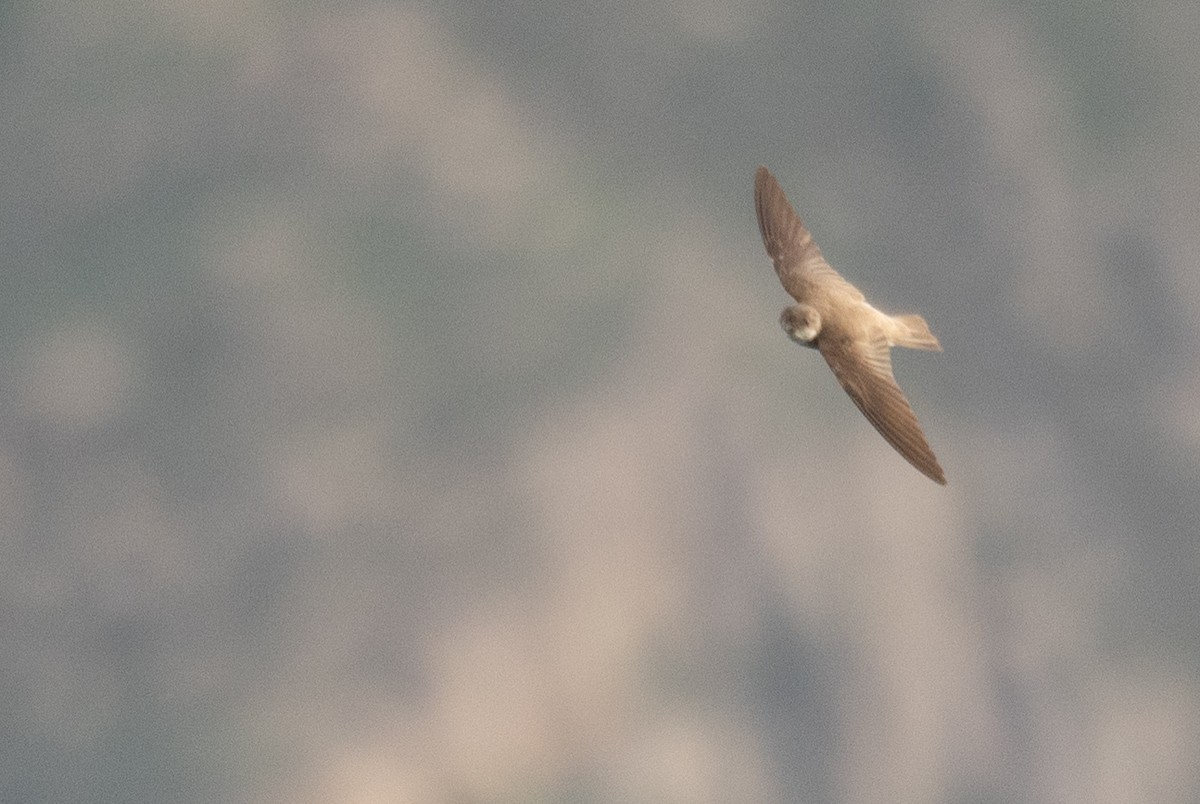 Pale Martin - ML644968161