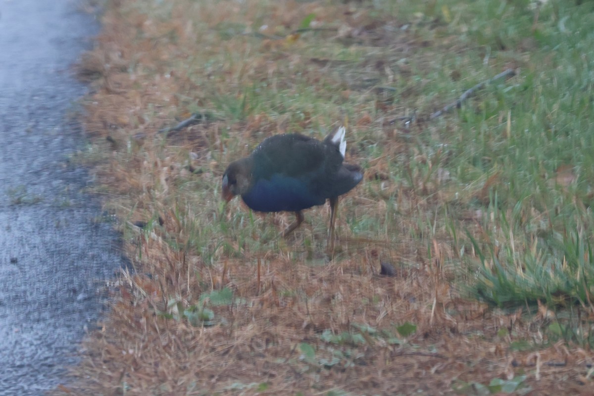 Purple Gallinule - ML644968162