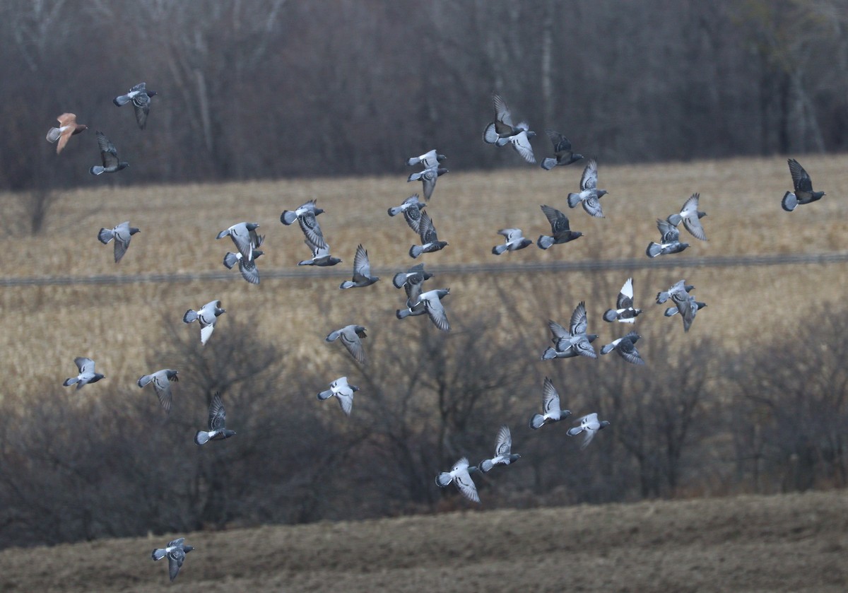 Rock Pigeon (Feral Pigeon) - ML644968163