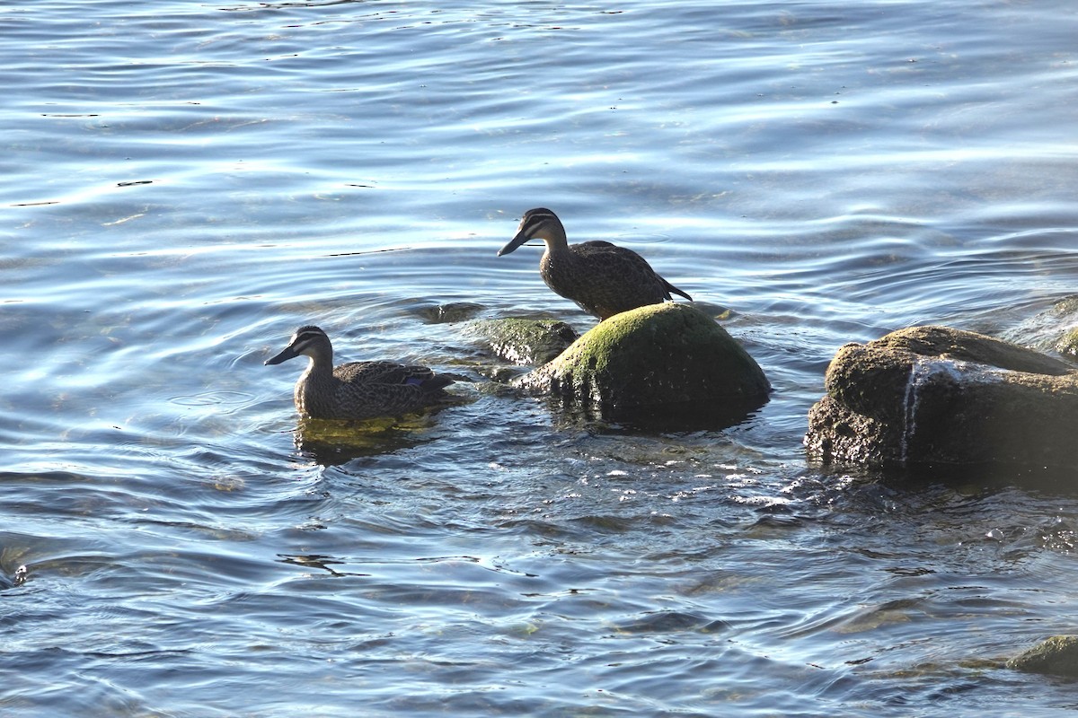 Pacific Black Duck - ML644968167