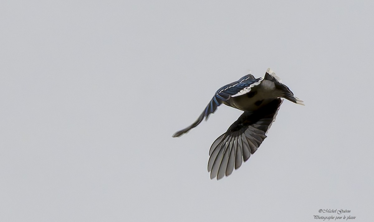 Blue Jay - ML644968170