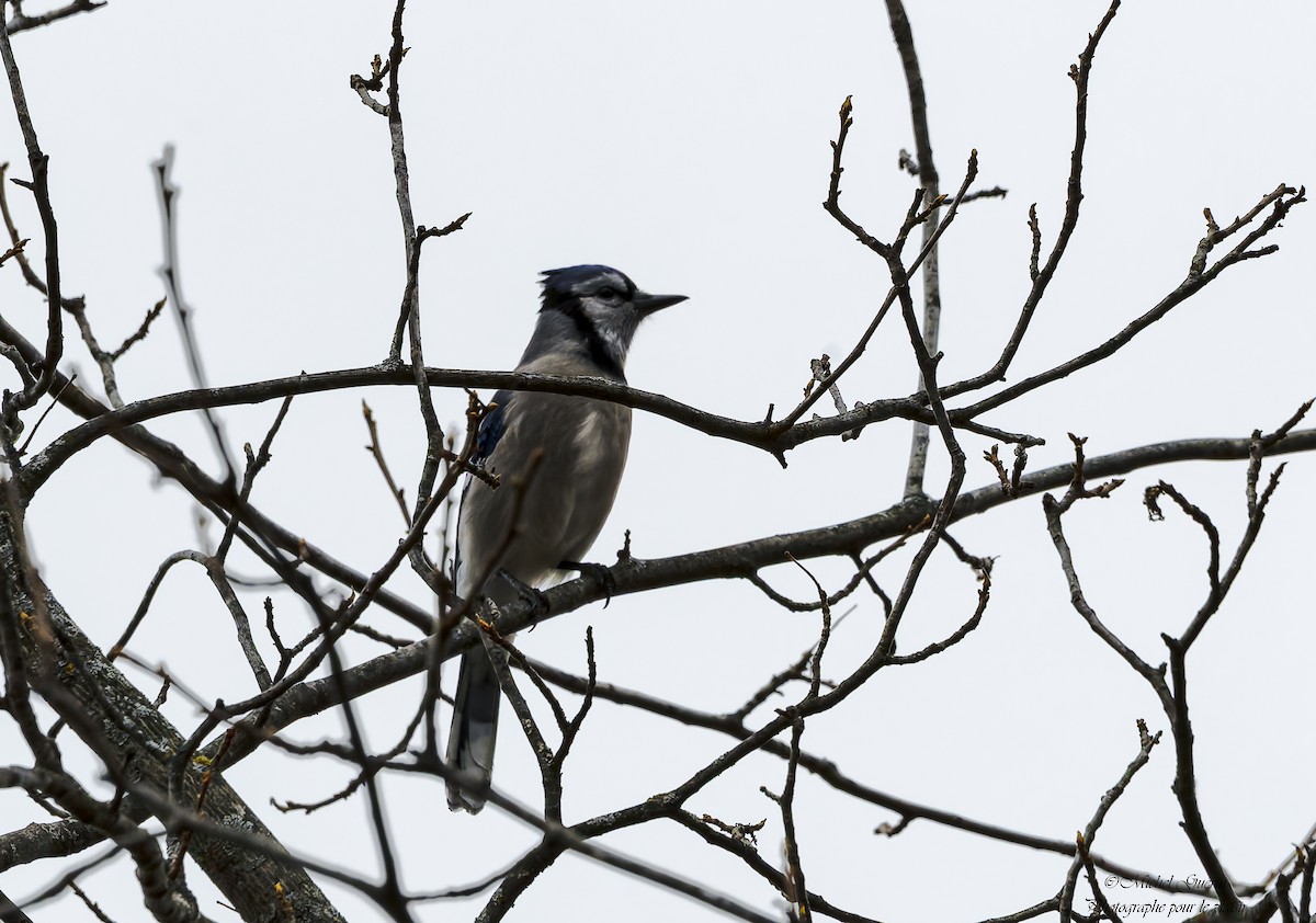 Blue Jay - ML644968175