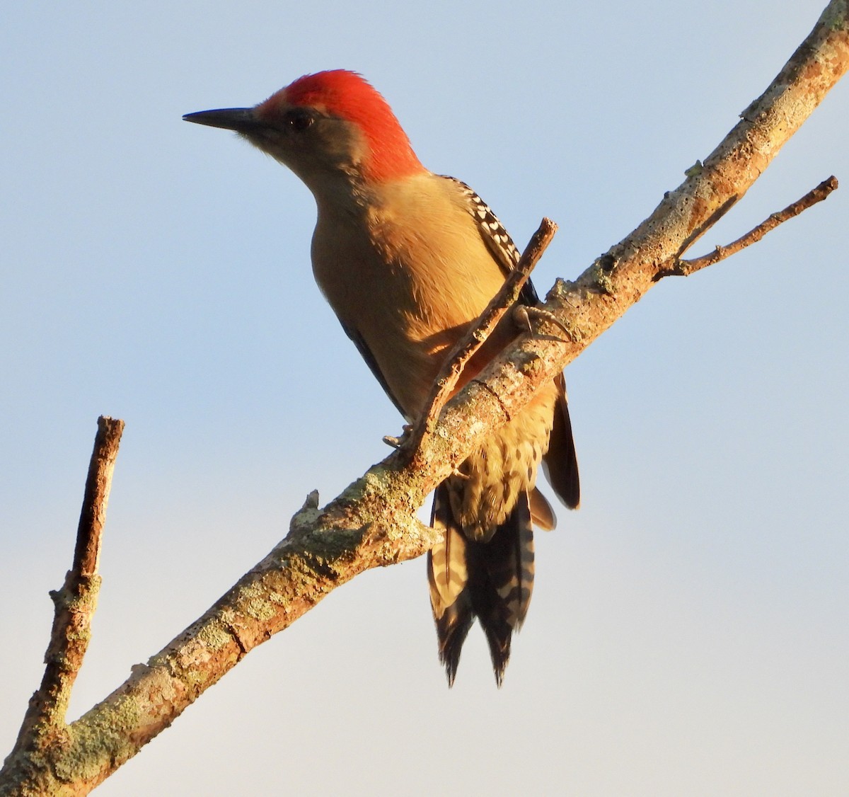 Red-bellied Woodpecker - ML644968176