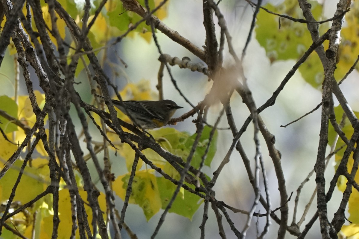 Yellow-rumped Warbler - ML644968178
