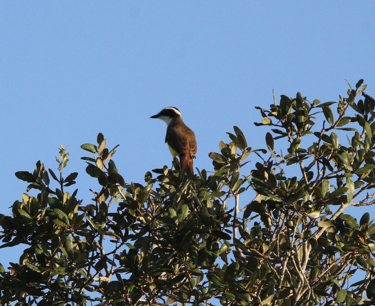 Great Kiskadee - ML644968179