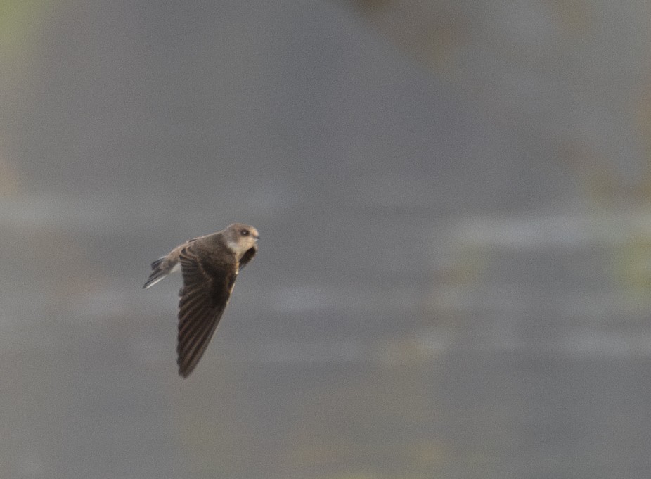 Ластівка бліда - ML644968183