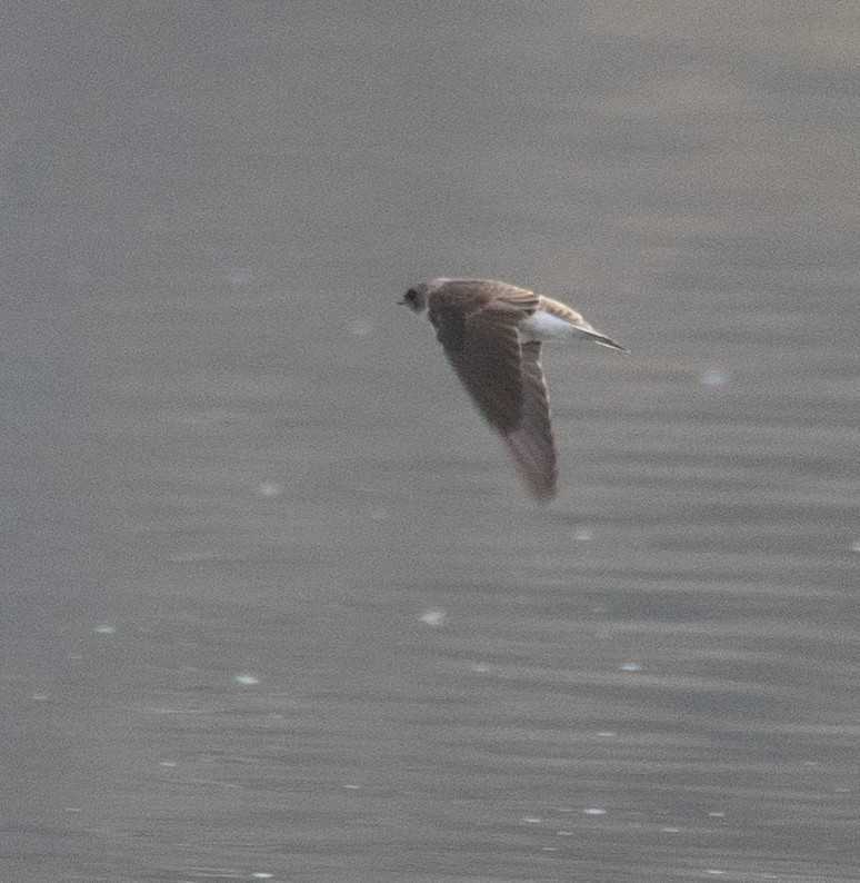 Ластівка бліда - ML644968184