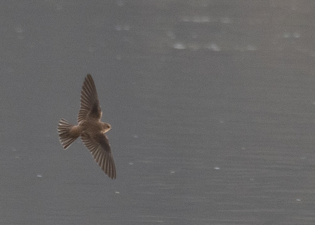 Ластівка бліда - ML644968185