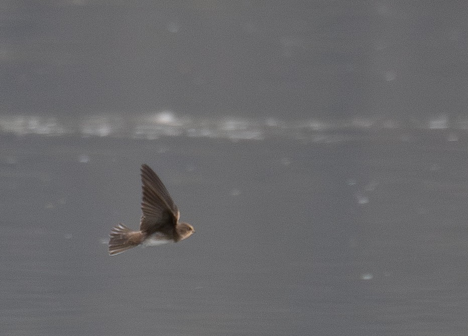 Ластівка бліда - ML644968186