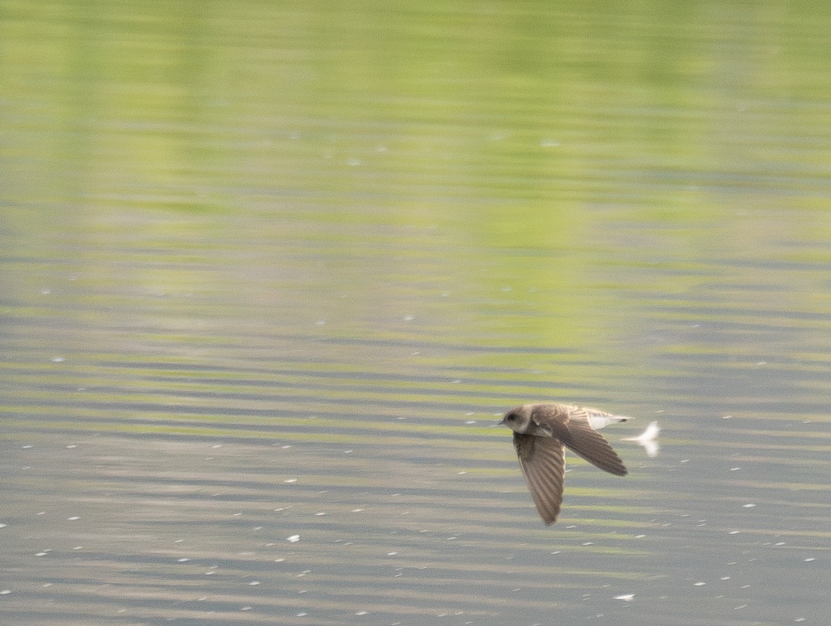 Ластівка бліда - ML644968187