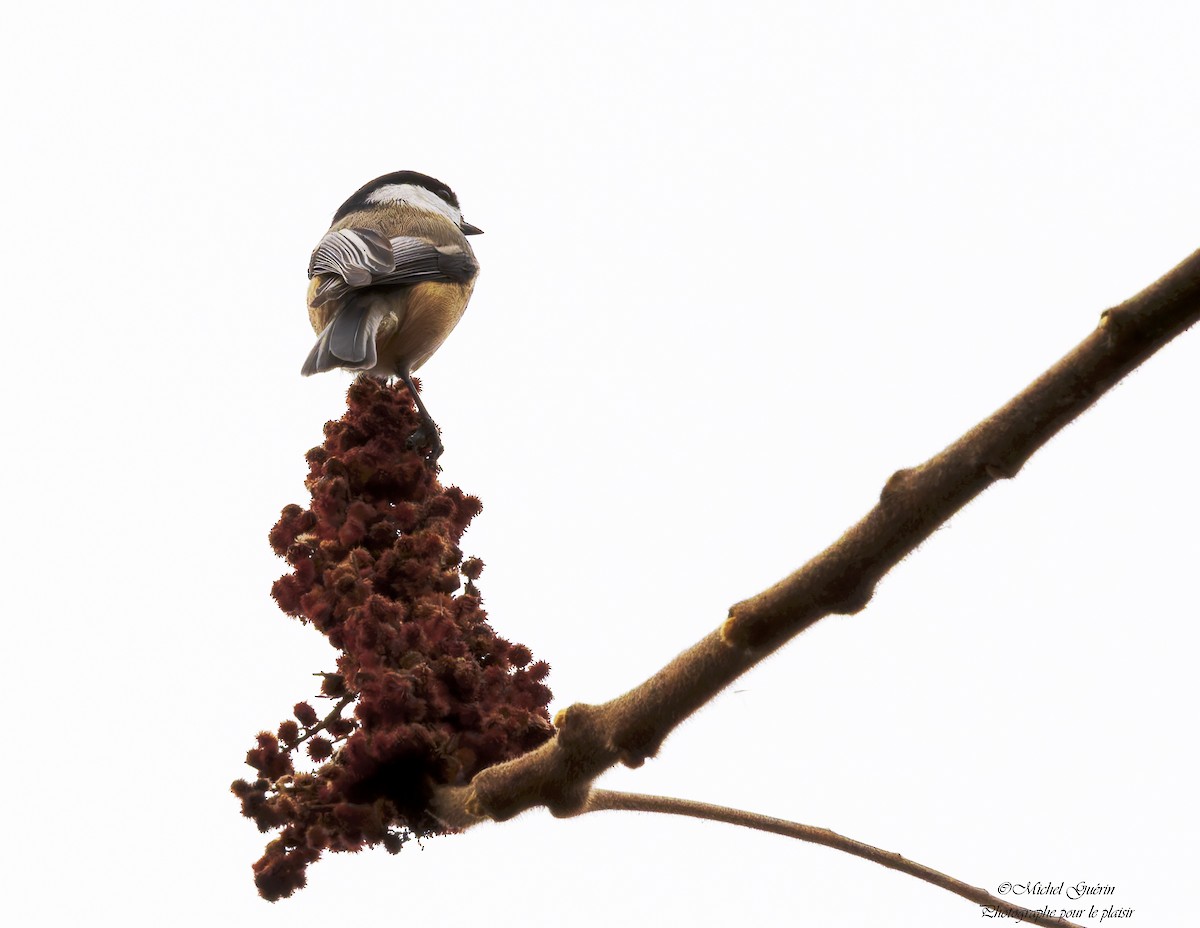 Black-capped Chickadee - ML644968196