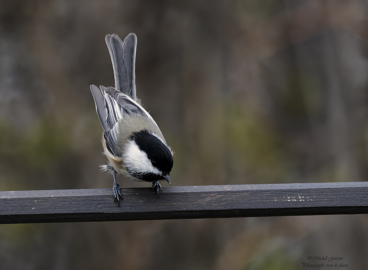 Black-capped Chickadee - ML644968197
