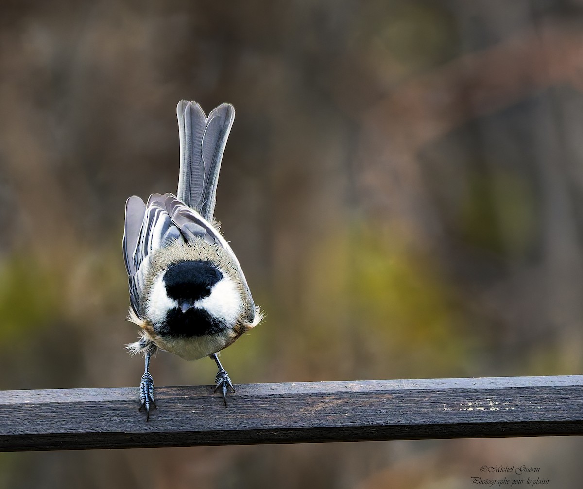 Black-capped Chickadee - ML644968198