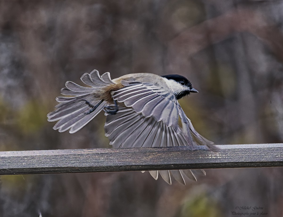 Black-capped Chickadee - ML644968200