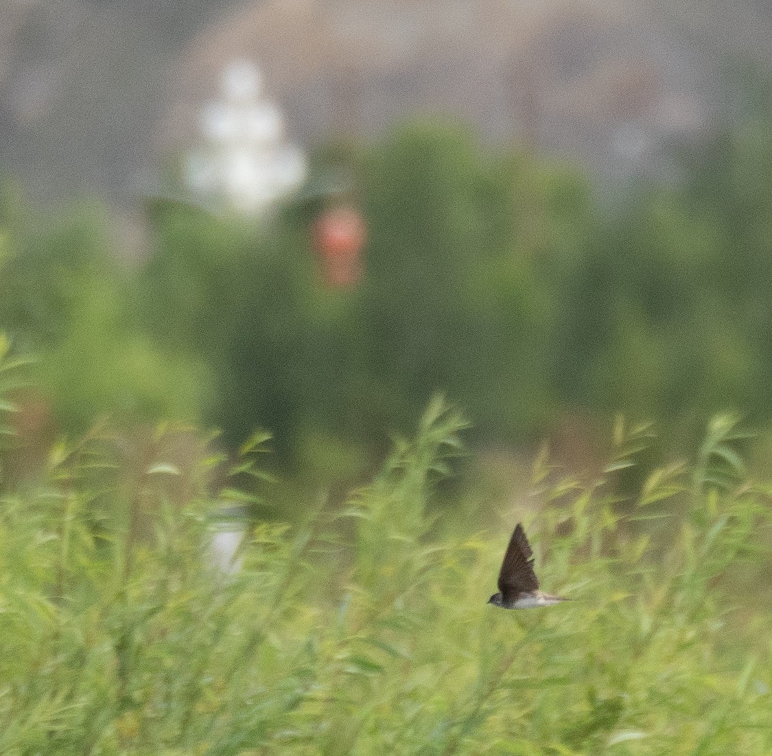 Ластівка бліда - ML644968206