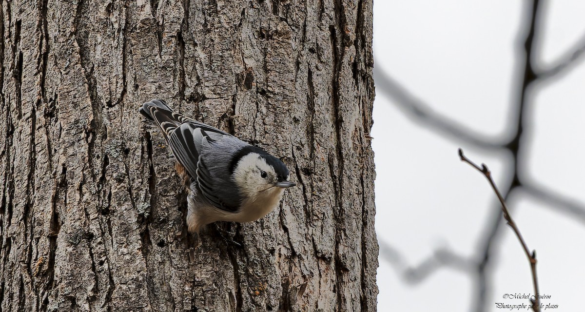 White-breasted Nuthatch - ML644968207
