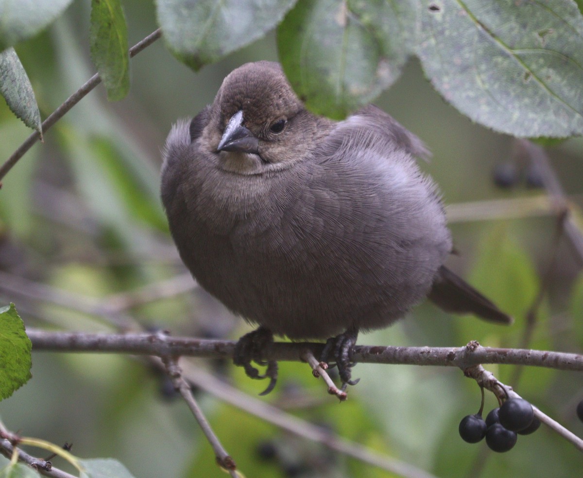 brunhodetrupial - ML644968224