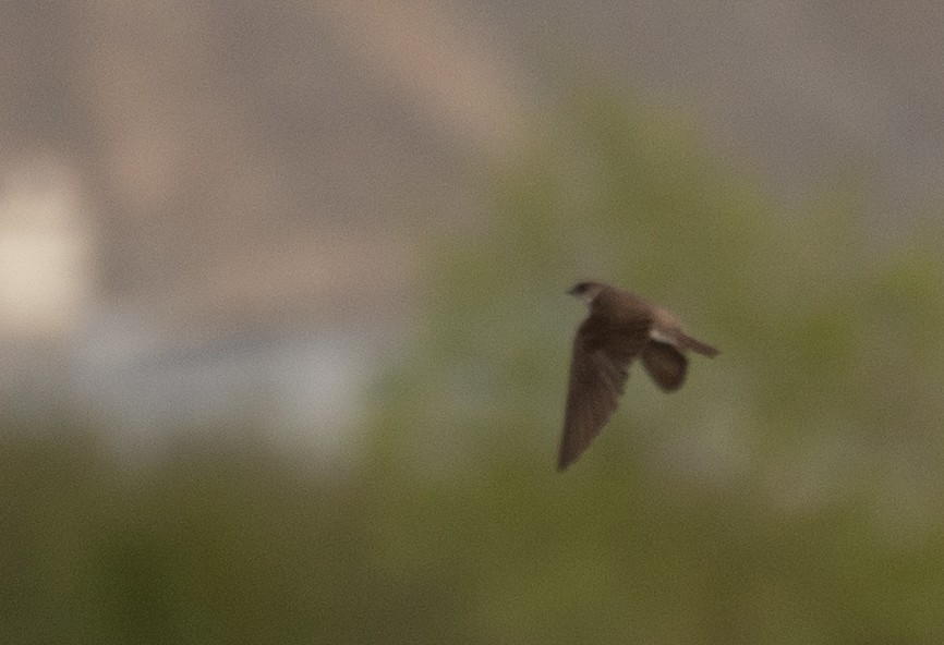 Ластівка бліда - ML644968229