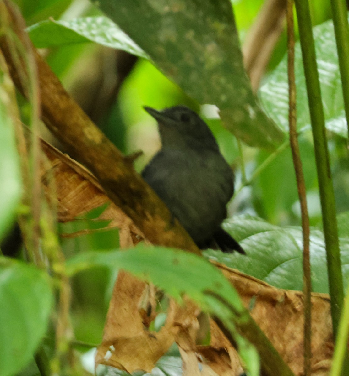 Grisin sombre - ML644968249