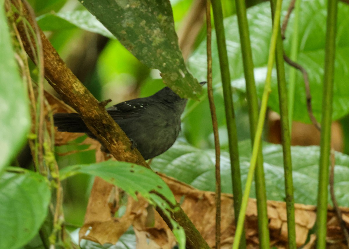 Grisin sombre - ML644968251