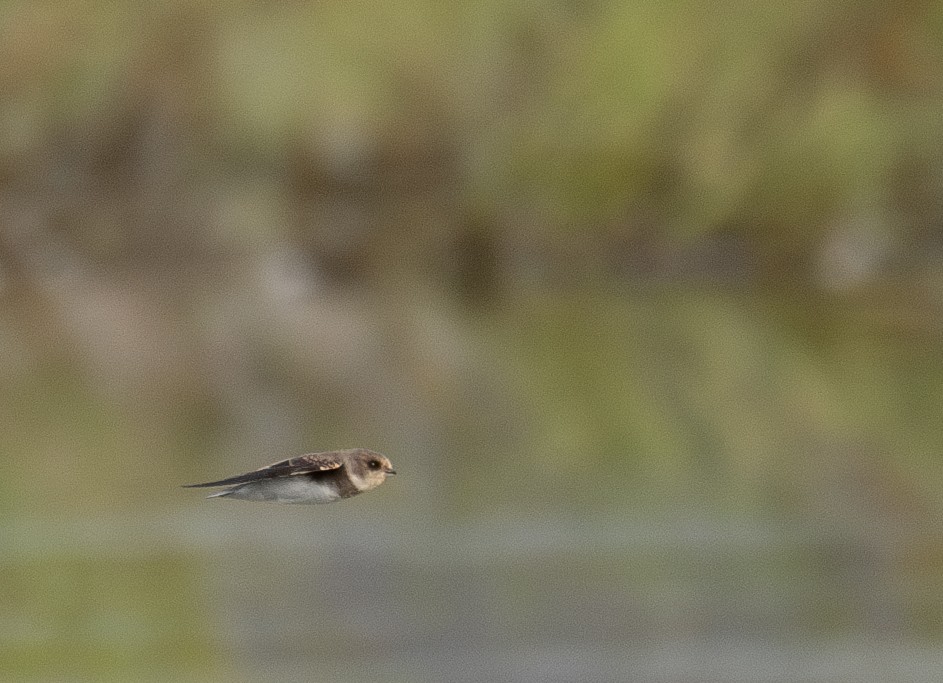 Ластівка бліда - ML644968252