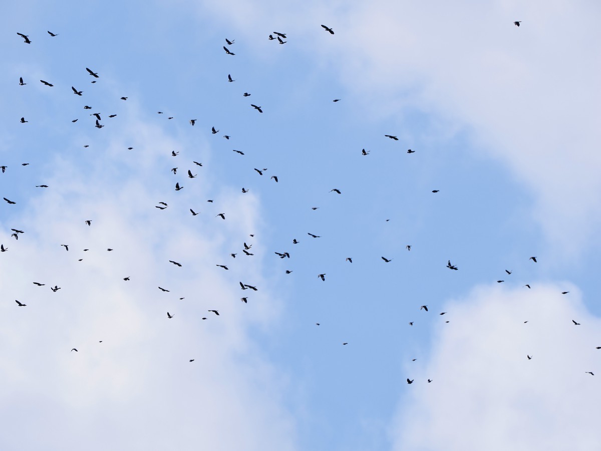 Purpurgrackel - ML644968254