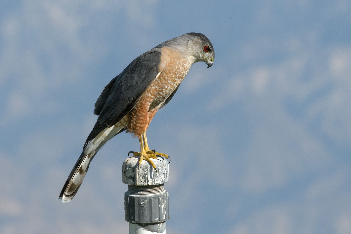 Cooper's Hawk - ML644968256