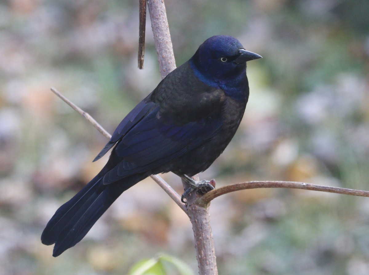 Purpurgrackel - ML644968258