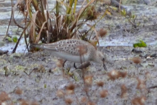 Baird's Sandpiper - ML644968260