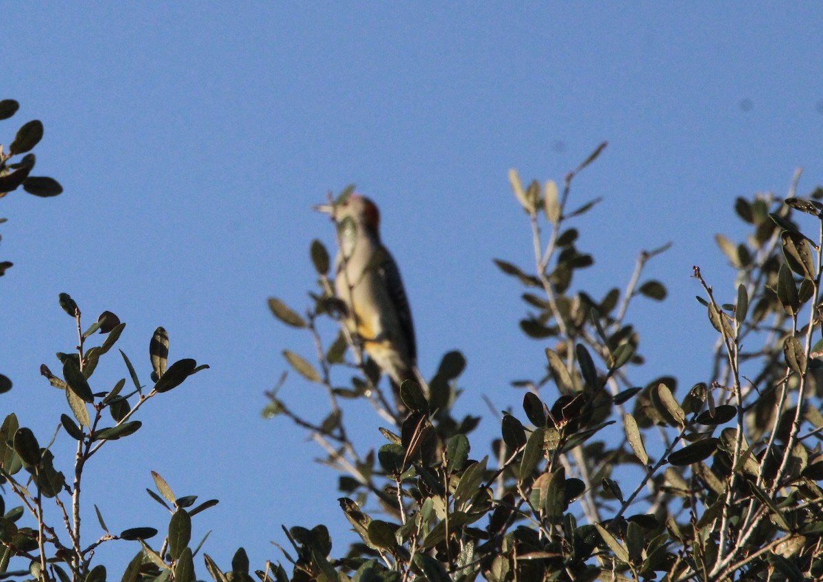 Golden-fronted Woodpecker - ML644968264