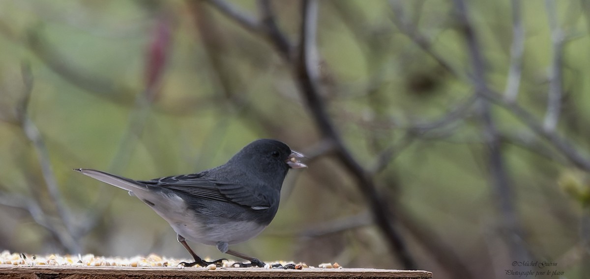 Dark-eyed Junco - ML644968270
