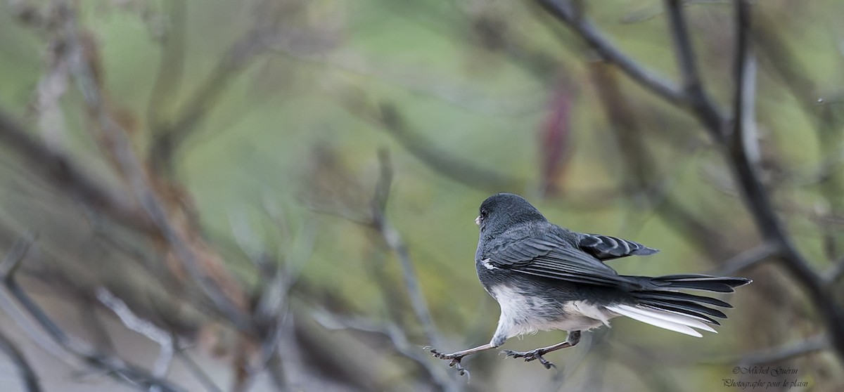 Dark-eyed Junco - ML644968271