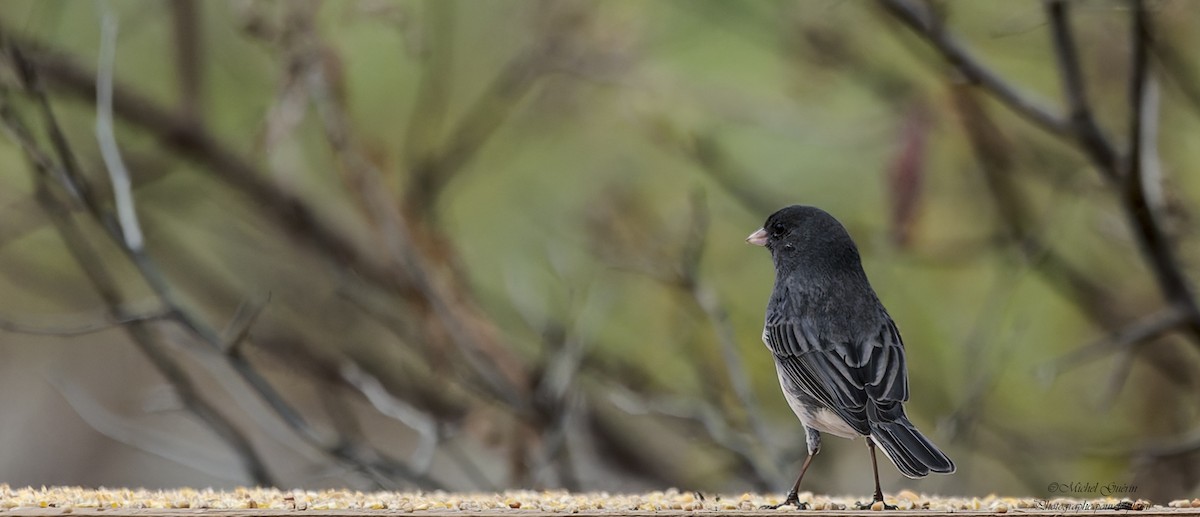 Dark-eyed Junco - ML644968272