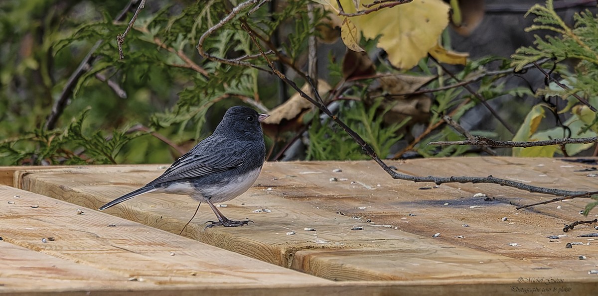 Dark-eyed Junco - ML644968273