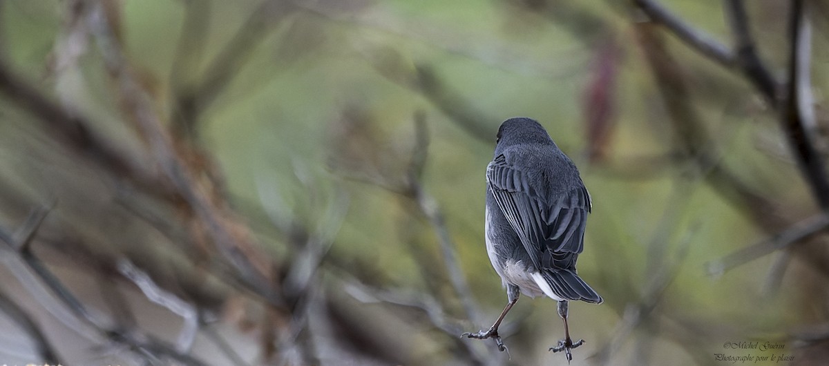 Dark-eyed Junco - ML644968274