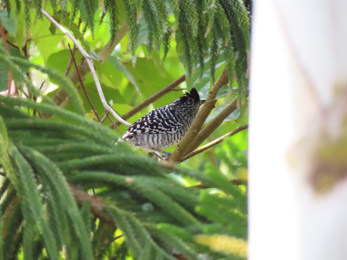 Bindenameisenwürger - ML644968278