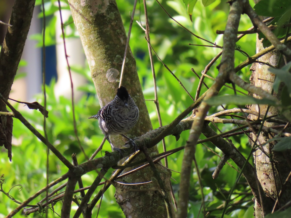 Bindenameisenwürger - ML644968284