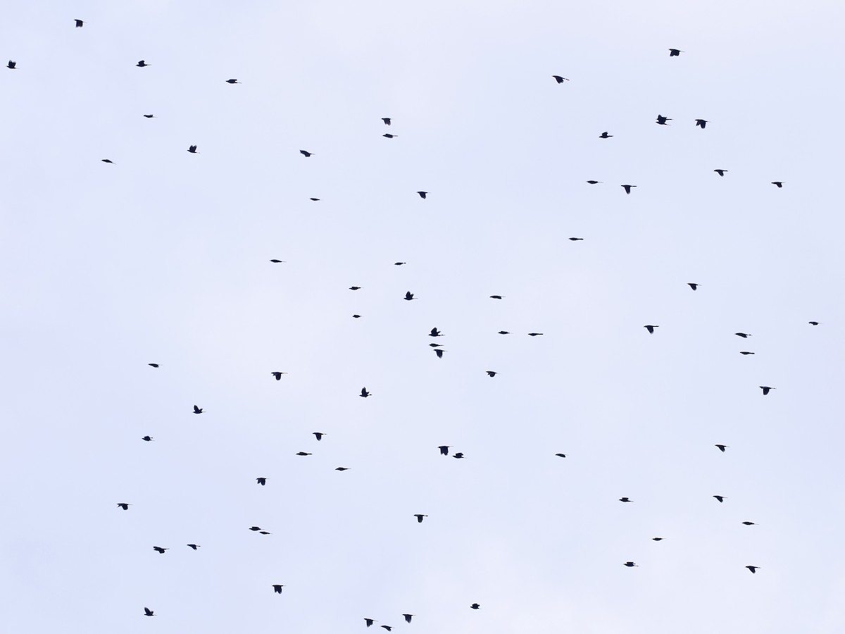 Purpurgrackel - ML644968289