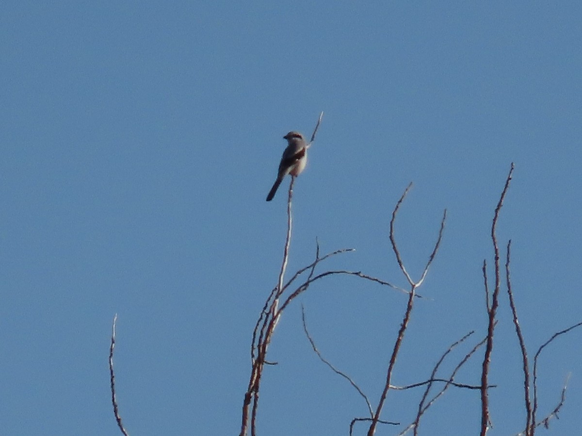 Alcaudón Boreal - ML644968291