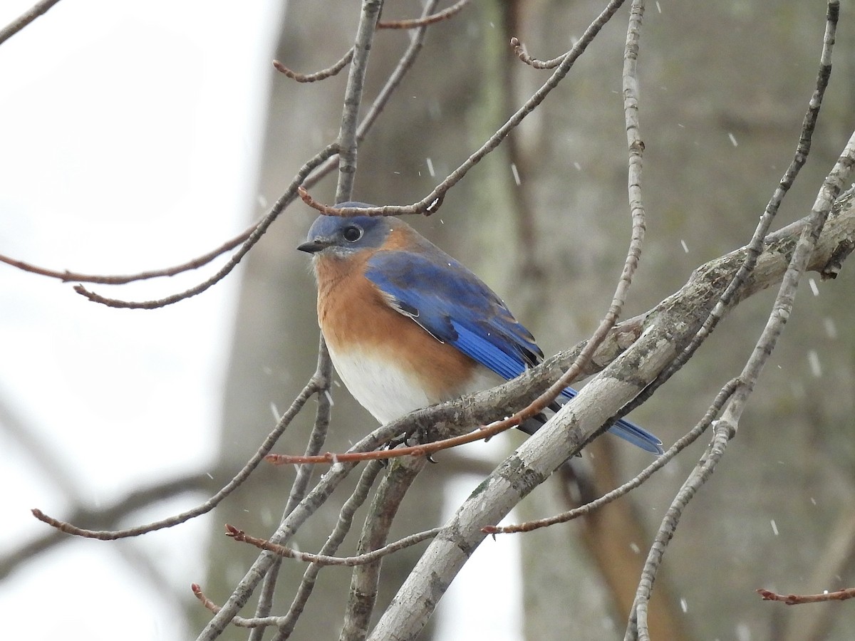 Eastern Bluebird - ML644968304